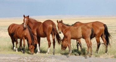 Oblek hnědáka: historie, charakter, vzhled, plemena